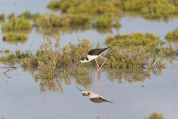 Black-winged Stilt Himantopus himantopus in Camargue, south-eastern France