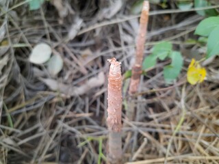 Mangrove pneumatophore roots stick up from the soil like snorkels. mangrove roots. Avicennia marina.