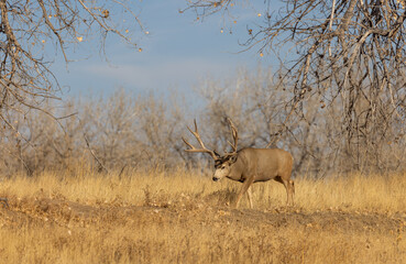 Obraz na płótnie Canvas Mule Deer Buck in Autumn in Colorado