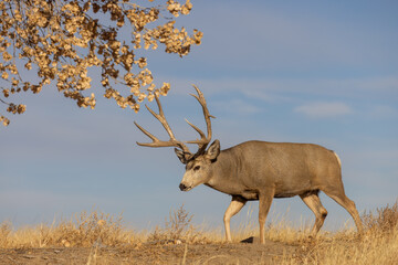 Mule Deer Buck in Autumn in Colorado