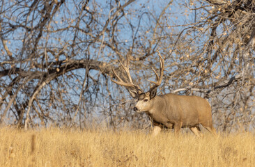 Mule Deer Buck in Autumn in Colorado