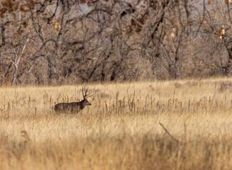 Mule Deer Buck in Autumn in Colorado