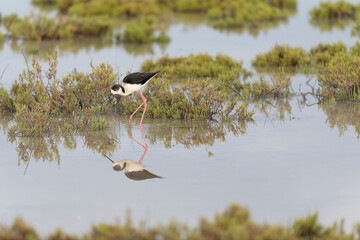 Black-winged Stilt Himantopus himantopus in Camargue, south-eastern France