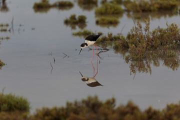 Black-winged Stilt Himantopus himantopus in Camargue, south-eastern France
