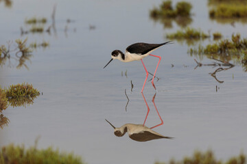 Black-winged Stilt Himantopus himantopus in Camargue, south-eastern France