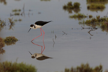 Obraz premium Black-winged Stilt Himantopus himantopus in Camargue, south-eastern France