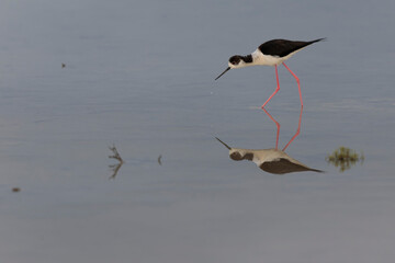 Black-winged Stilt Himantopus himantopus in Camargue, south-eastern France