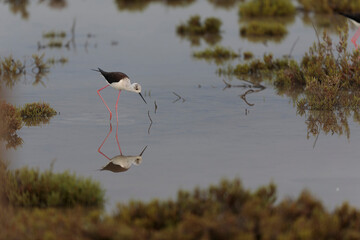 Black-winged Stilt Himantopus himantopus in Camargue, south-eastern France