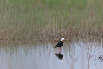 Black-winged Stilt Himantopus himantopus in Camargue, south-eastern France