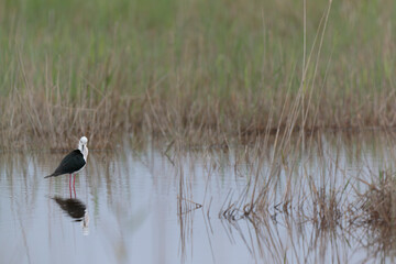 Black-winged Stilt Himantopus himantopus in Camargue, south-eastern France