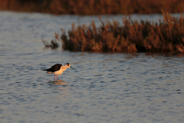 Black-winged Stilt Himantopus himantopus in Camargue, south-eastern France