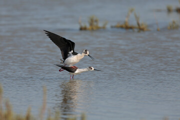 Black-winged Stilt Himantopus himantopus in Camargue, south-eastern France