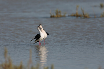 Black-winged Stilt Himantopus himantopus in Camargue, south-eastern France
