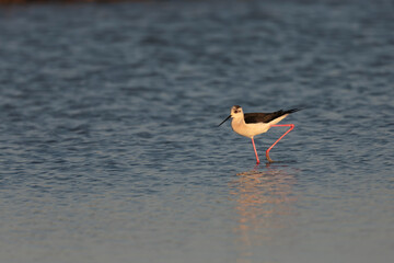 Black-winged Stilt Himantopus himantopus in Camargue, south-eastern France