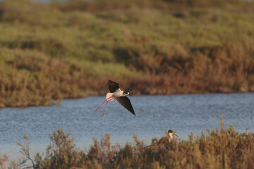 Black-winged Stilt Himantopus himantopus in Camargue, south-eastern France