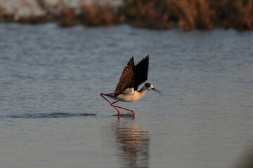 Black-winged Stilt Himantopus himantopus in Camargue, south-eastern France