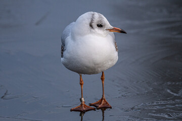 Black-Headed Gulls on a frozen pond during winter. Non breeding adult Black Headed Gull