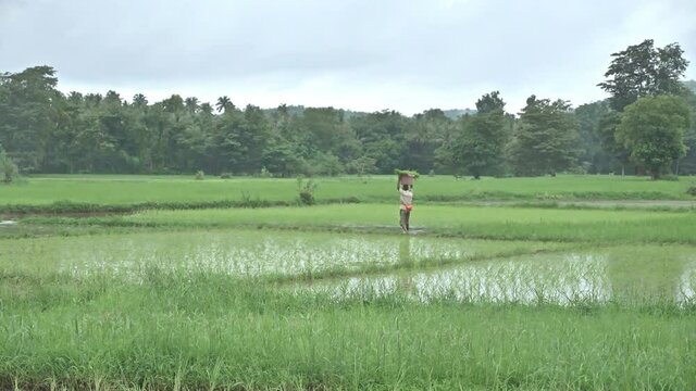 A wide shot of a farmer walking through a paddy field, carrying rice seedlings on his head and throwing it on the ground for transplanting during the rainy season in the south Asian region