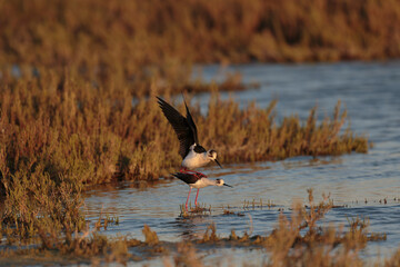 Black-winged Stilt Himantopus himantopus in Camargue, south-eastern France