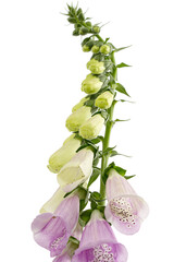 Buds of foxglove closeup, lat. Digitalis, isolated on white background