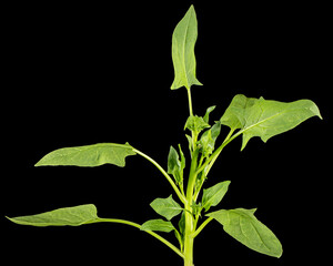 Spinach leaves isolated on black background