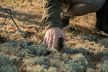 Man touching with hand to the ground with mossy surface and looking for the mushrooms