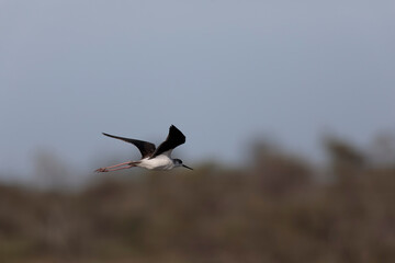 Black-winged Stilt Himantopus himantopus in Camargue, south-eastern France