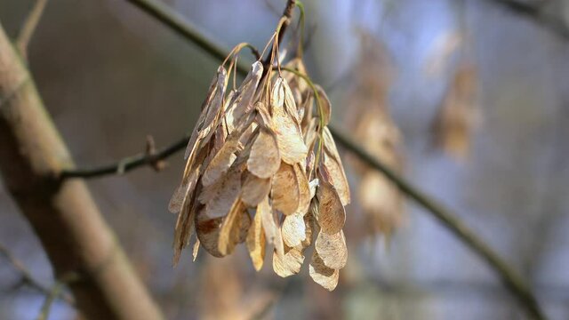 Closeup of  maple tree dried seeds (samaras). 
