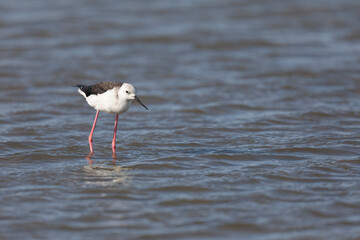Black-winged Stilt Himantopus himantopus in Camargue, south-eastern France