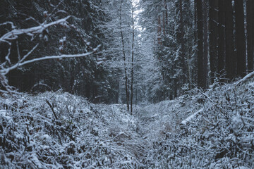 ditch in december forest with snow covered trees in christmas time in Latvia