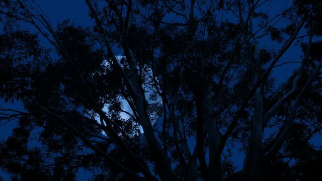Moon Behind Eucalyptus Tree On Stormy Night