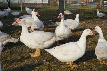 Flock of christmas ducks in Farm. Ducks spending their last hours in Advent until Christmas dinner. Garbsen Frielingen, Lower Saxony, Germany.