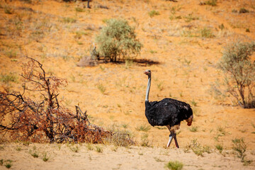 African Ostrich in Kgalagadi transfrontier park, South Africa ; Specie Struthio camelus family of Struthionidae