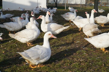 Flock of christmas ducks in Farm. Ducks spending their last hours in Advent until Christmas dinner. Garbsen Frielingen, Lower Saxony, Germany.