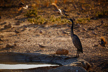 Black headed Heron at waterhole at dawn in Kgalagadi transfrontier park, South Africa; specie Ardea melanocephala family of ardeidae