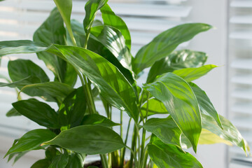 Tropical plant spatizillum on a sunny windowsill. Home floriculture concept.