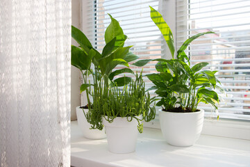 Tropical plant spatizillum on a sunny windowsill. Home floriculture concept.