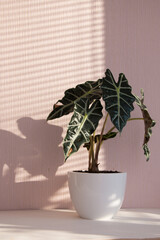 Alocasia tropical plant on a sunny windowsill. Home floriculture concept.