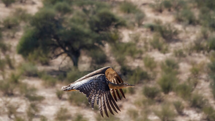 Kori bustard in flight with natural background n Kgalagadi transfrontier park, South Africa ; Specie Ardeotis kori family of Otididae