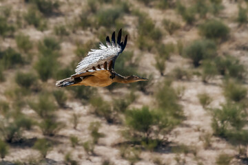 Obraz premium Kori bustard in flight with natural background n Kgalagadi transfrontier park, South Africa ; Specie Ardeotis kori family of Otididae