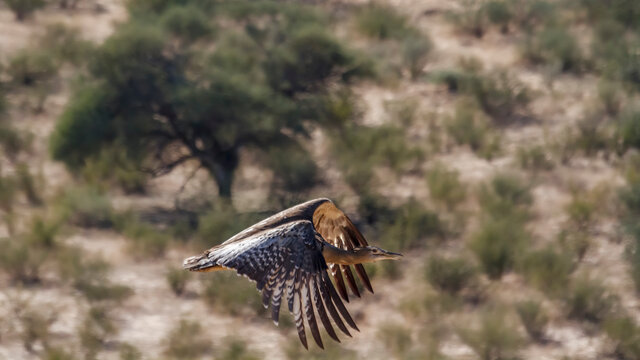 Kori bustard in flight with natural background n Kgalagadi transfrontier park, South Africa ; Specie Ardeotis kori family of Otididae
