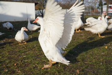 Flock of christmas ducks in Farm. Ducks spending their last hours in Advent until Christmas dinner. Garbsen Frielingen, Lower Saxony, Germany.