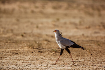 Secretary bird walking in dry land habitat in Kgalagadi transfrontier park, South Africa; specie Sagittarius serpentarius family of Sagittariidae