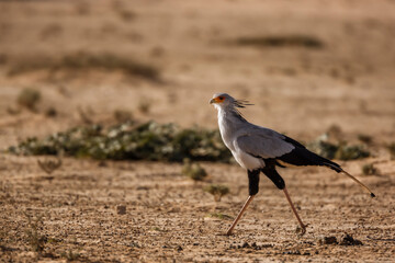 Secretary bird walking in dry land habitat in Kgalagadi transfrontier park, South Africa; specie Sagittarius serpentarius family of Sagittariidae