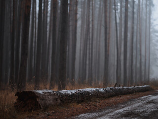 foggy pine forest and a fallen tree