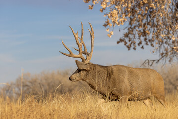 Fototapeta premium Mule Deer Buck in Autumn in Colorado