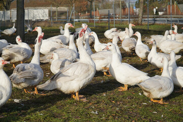 Flock of christmas ducks in Farm. Ducks spending their last hours in Advent until Christmas dinner. Garbsen Frielingen, Lower Saxony, Germany.