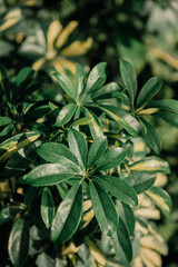 leaves background