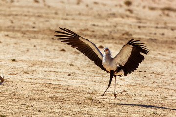 Secretary bird landing on the ground open wings in Kgalagadi transfrontier park, South Africa; specie Sagittarius serpentarius family of Sagittariidae