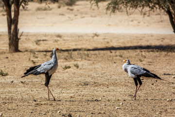 Two Secretary bird dry land habitat in Kgalagadi transfrontier park, South Africa; specie Sagittarius serpentarius family of Sagittariidae